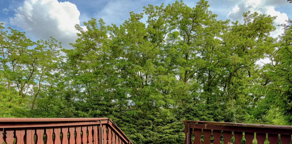 Terrasse mit Blick ins Grüne